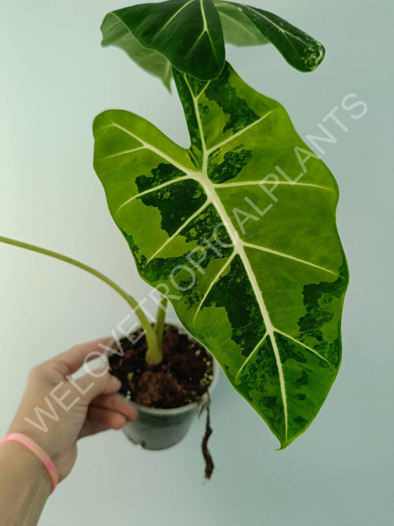 Alocasia micholitziana frydek variegata