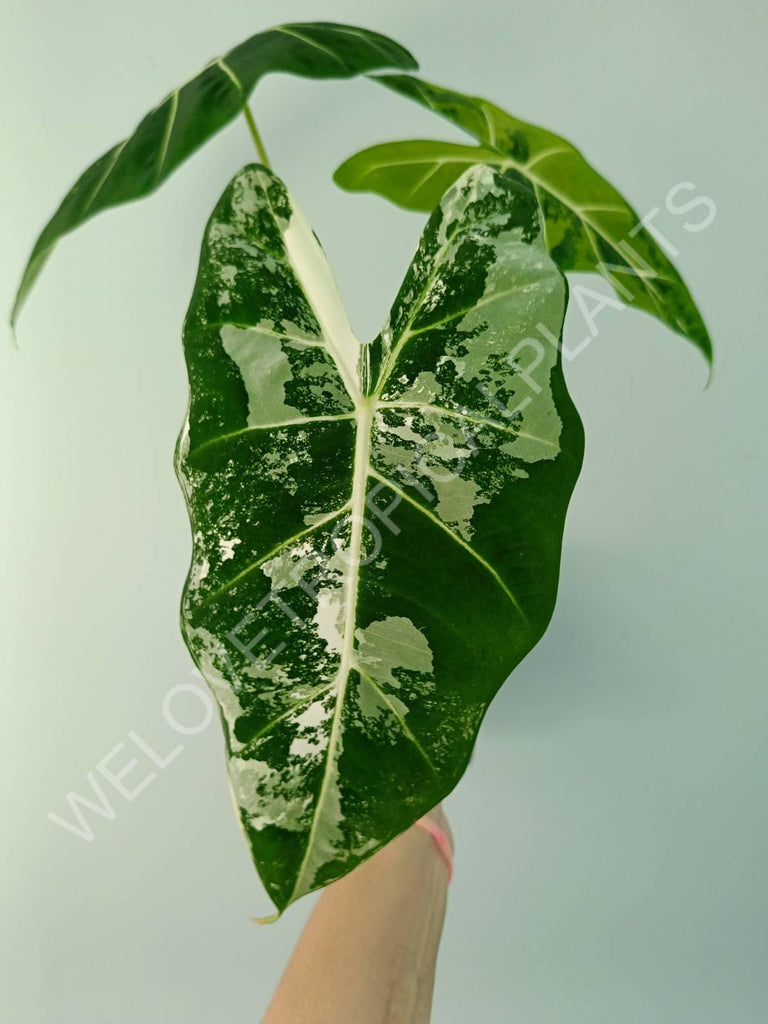 Alocasia micholitziana frydek variegata