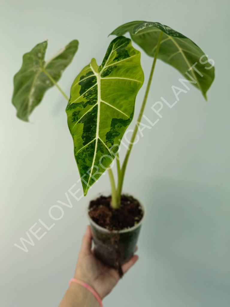 Alocasia micholitziana frydek variegata