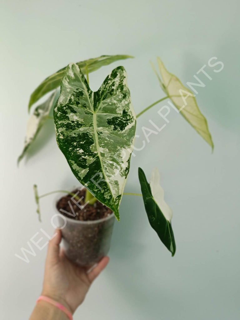 Alocasia micholitziana frydek variegata