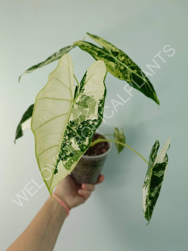 Alocasia micholitziana frydek variegata