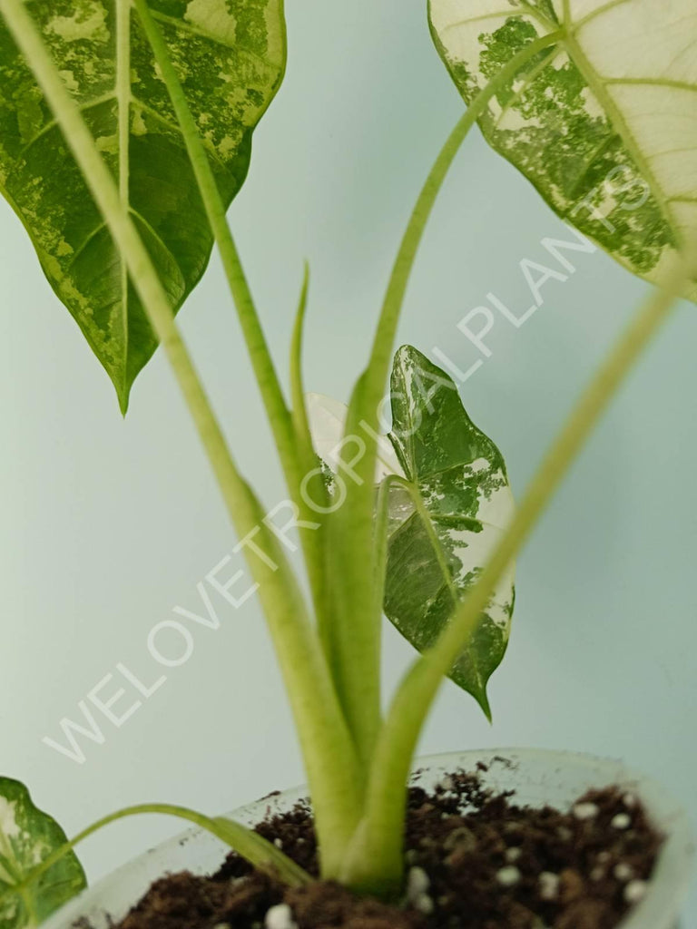 Alocasia micholitziana frydek variegata