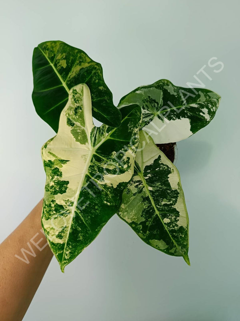 Alocasia micholitziana frydek variegata