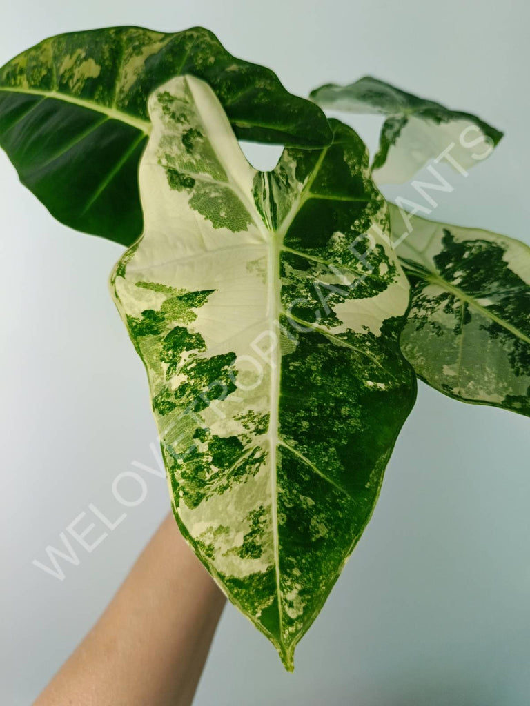 Alocasia micholitziana frydek variegata