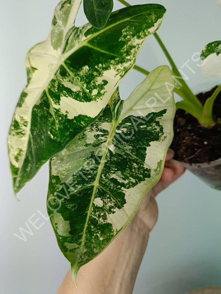 Alocasia micholitziana frydek variegata