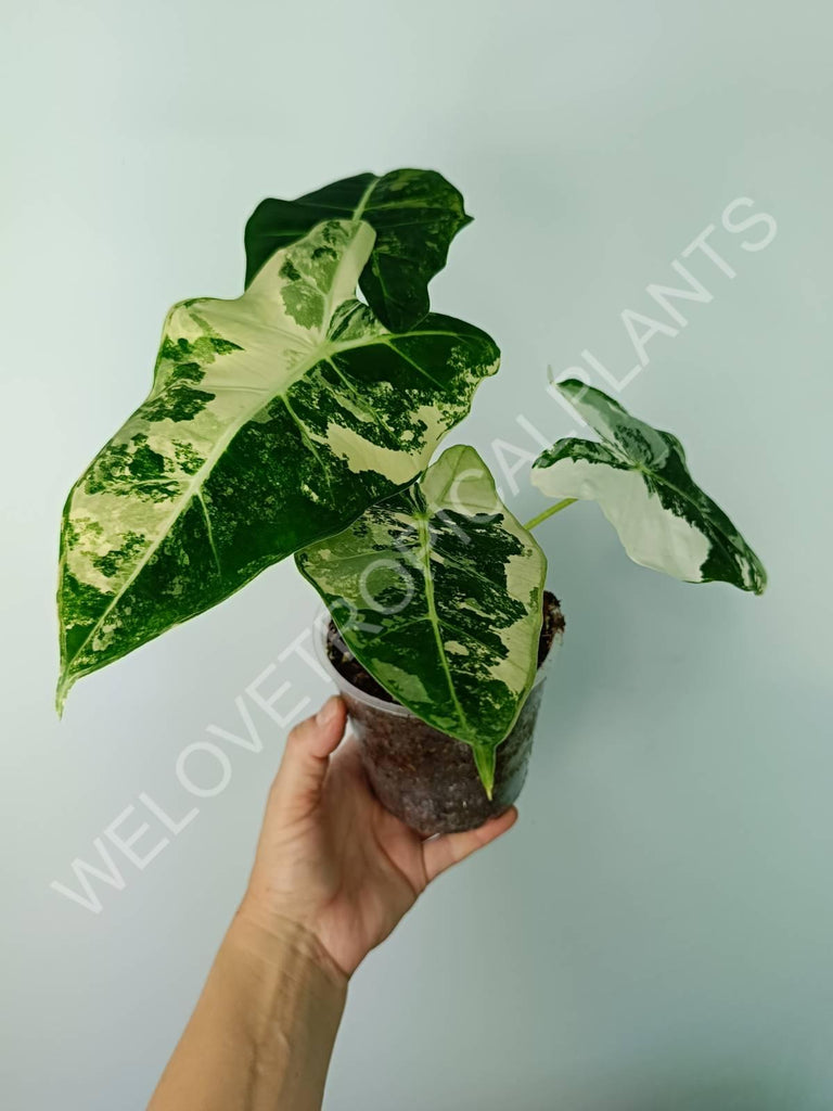 Alocasia micholitziana frydek variegata