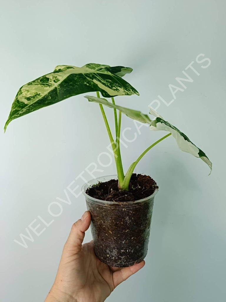 Alocasia micholitziana frydek variegata