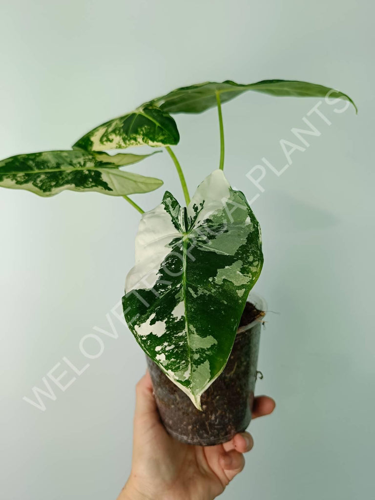 Alocasia micholitziana frydek variegata