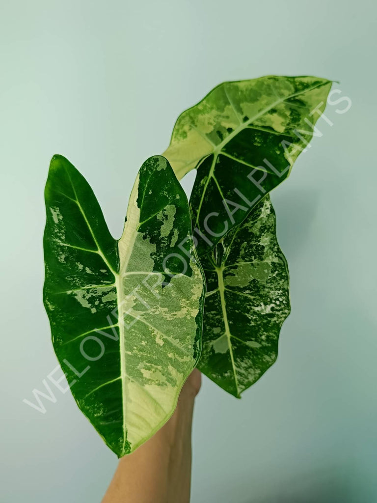 Alocasia micholitziana frydek variegata