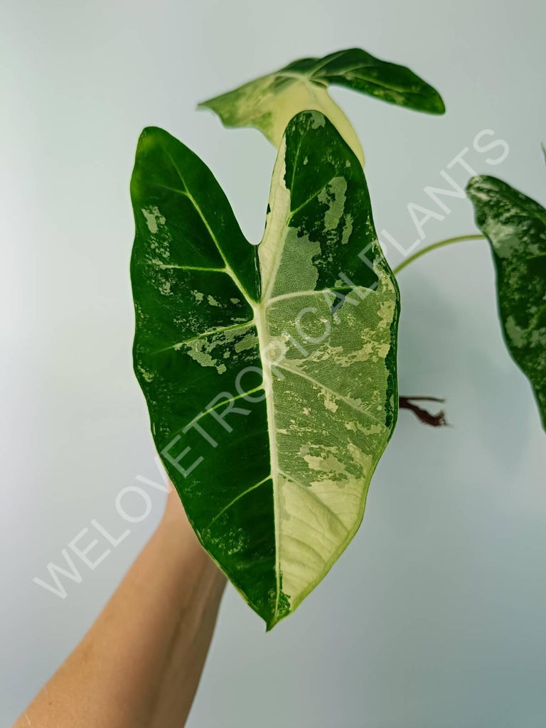 Alocasia micholitziana frydek variegata