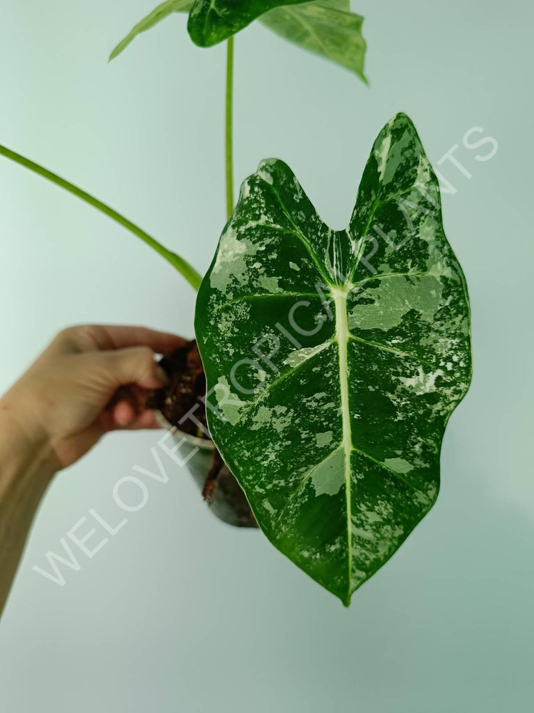 Alocasia micholitziana frydek variegata