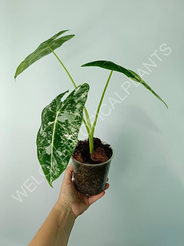 Alocasia micholitziana frydek variegata