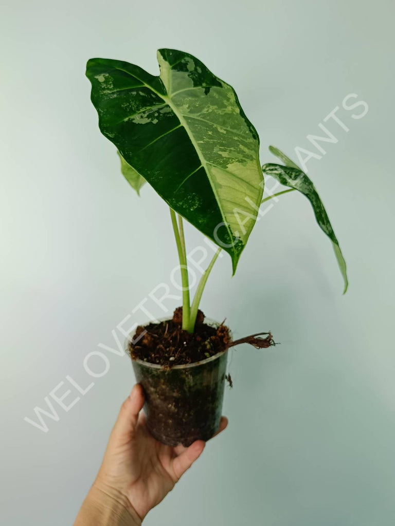 Alocasia micholitziana frydek variegata