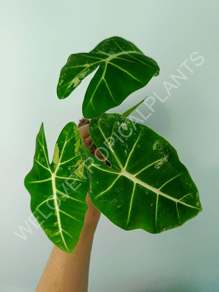 Alocasia micholitziana frydek variegata