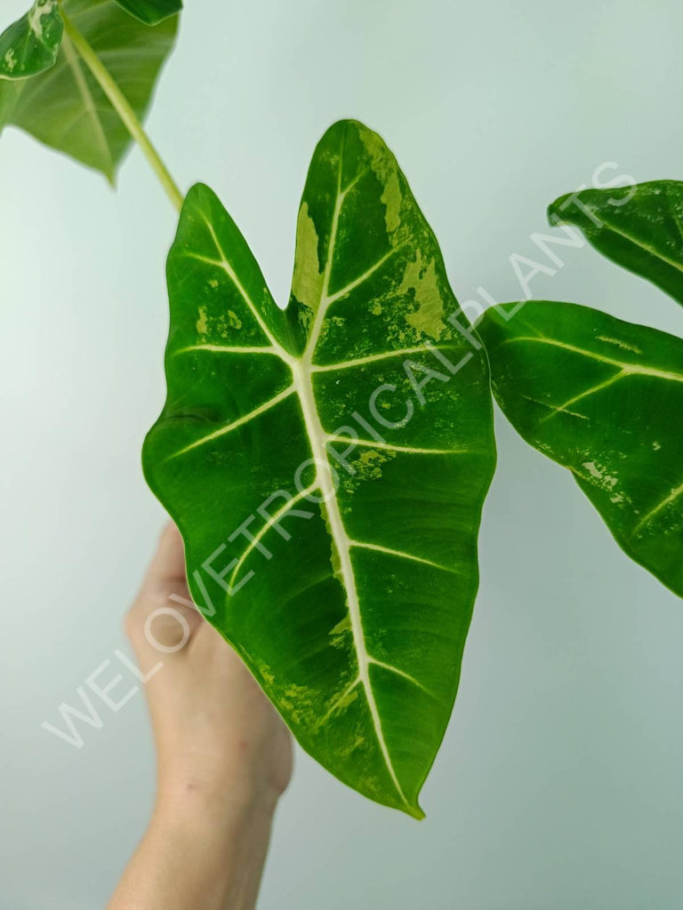 Alocasia micholitziana frydek variegata