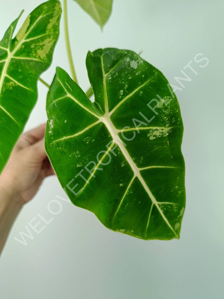 Alocasia micholitziana frydek variegata