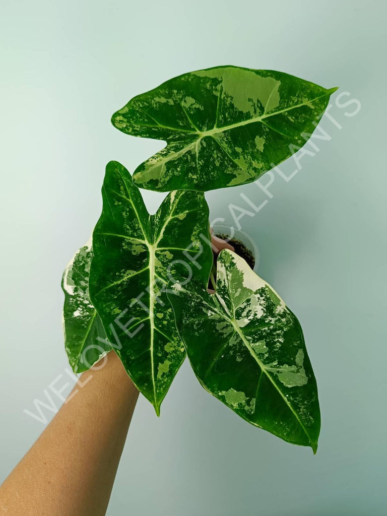 Alocasia micholitziana frydek variegata