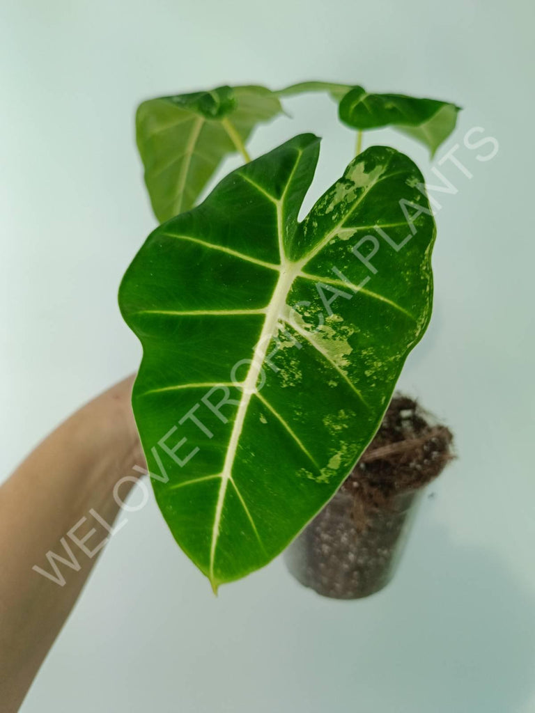 Alocasia micholitziana frydek variegata