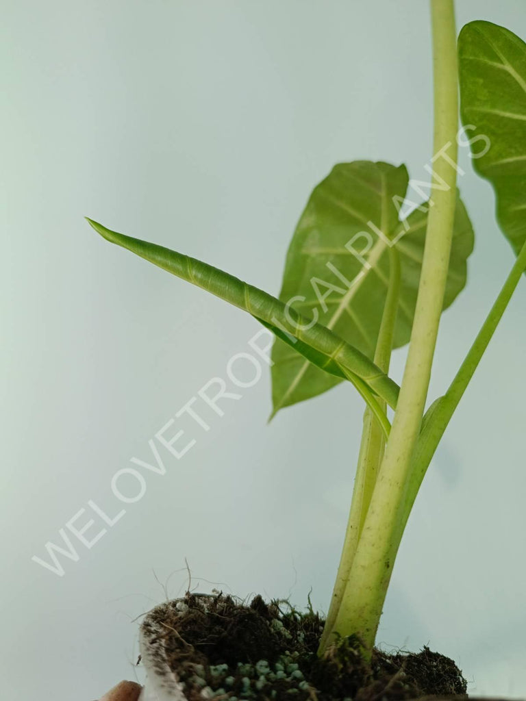 Alocasia micholitziana frydek variegata