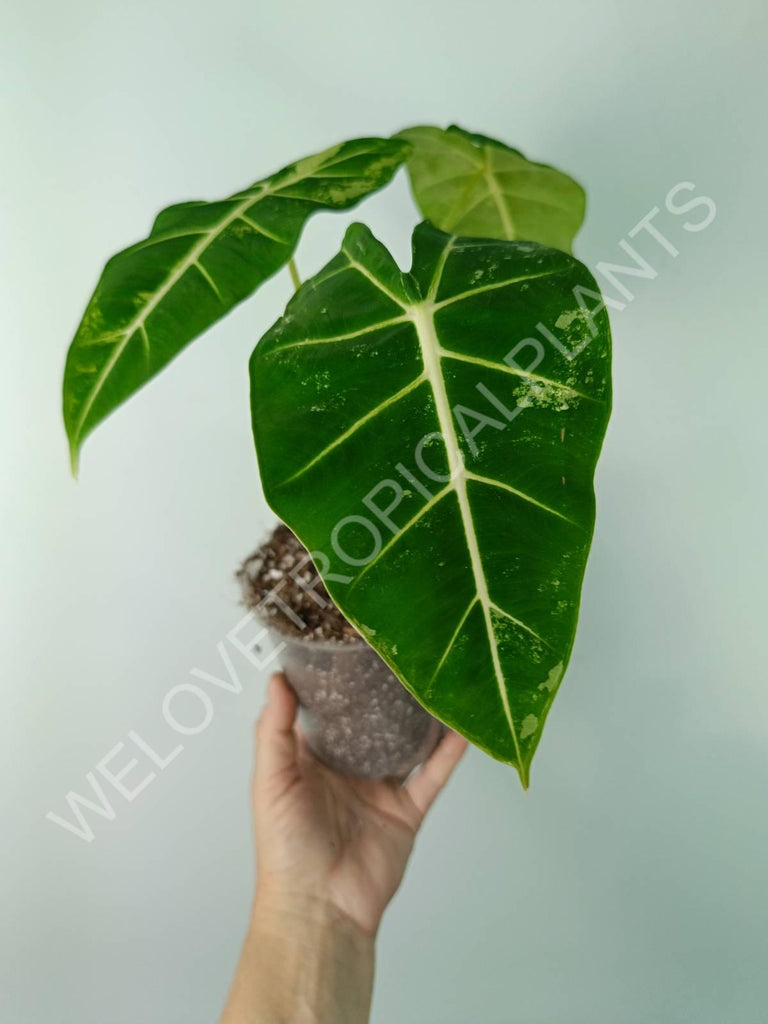 Alocasia micholitziana frydek variegata