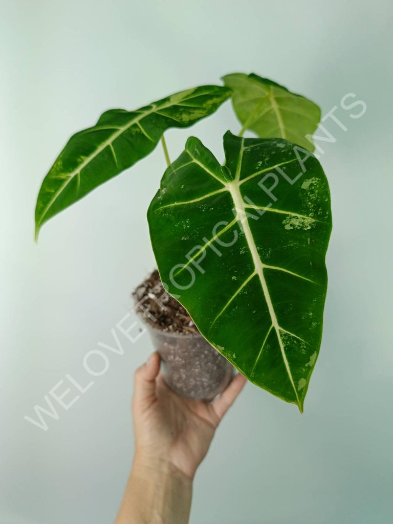 Alocasia micholitziana frydek variegata