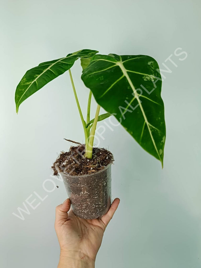 Alocasia micholitziana frydek variegata