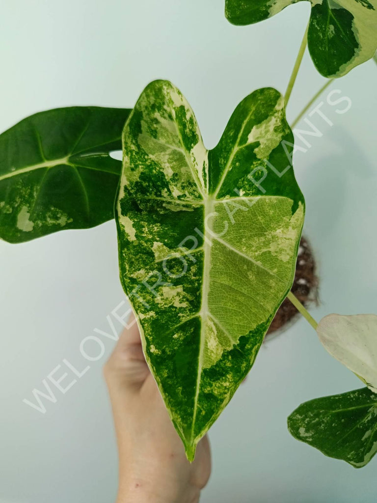 Alocasia micholitziana frydek variegata