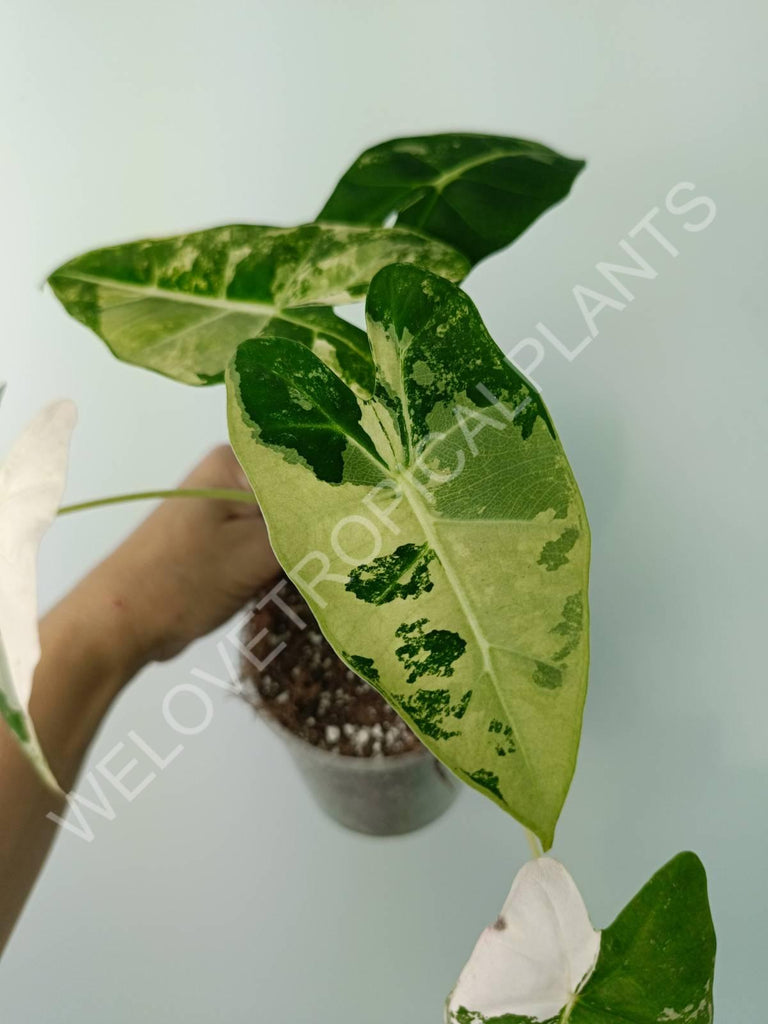 Alocasia micholitziana frydek variegata