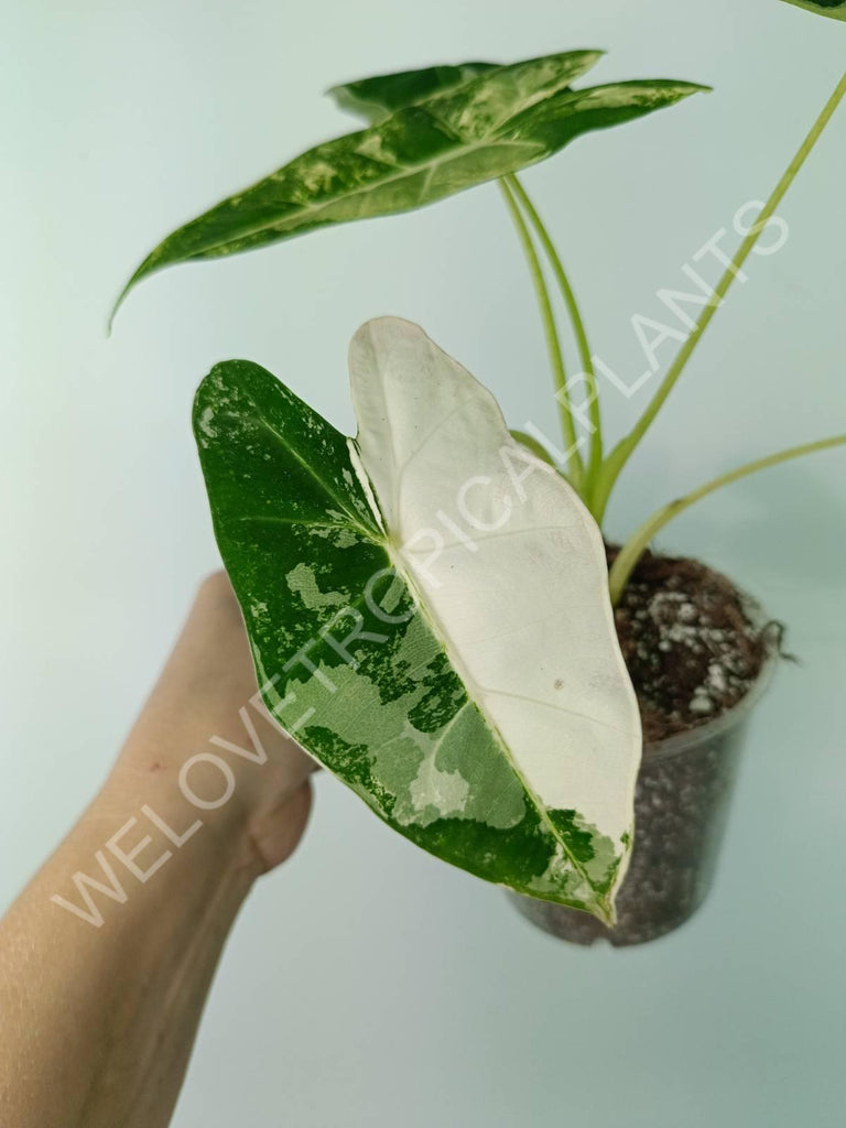 Alocasia micholitziana frydek variegata