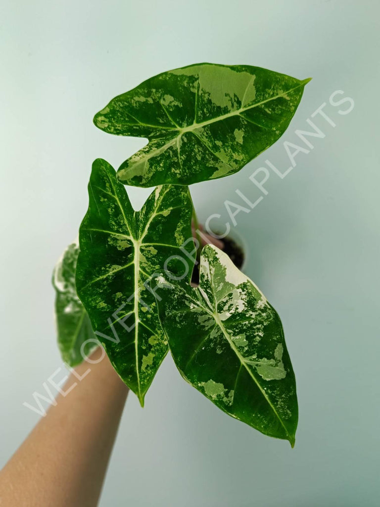 Alocasia micholitziana frydek variegata