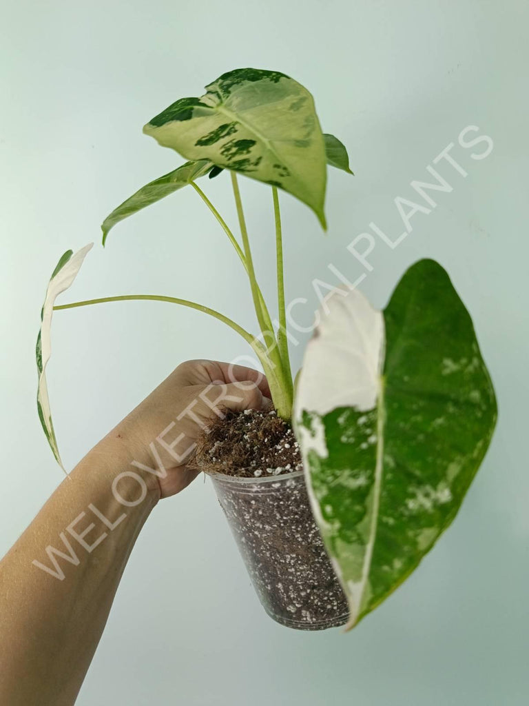 Alocasia micholitziana frydek variegata