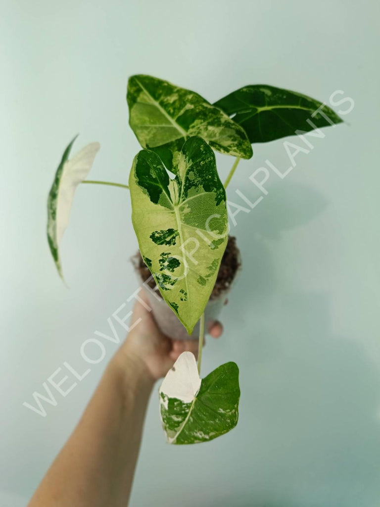 Alocasia micholitziana frydek variegata