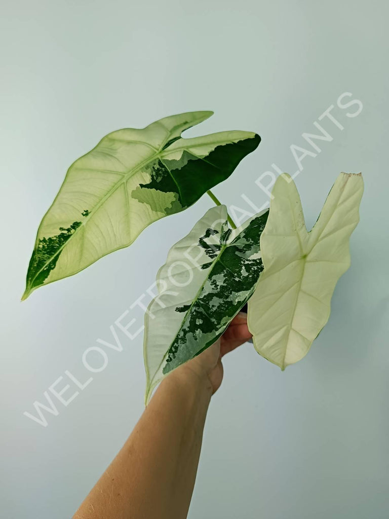 Alocasia micholitziana frydek variegata