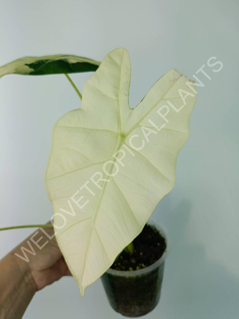 Alocasia micholitziana frydek variegata