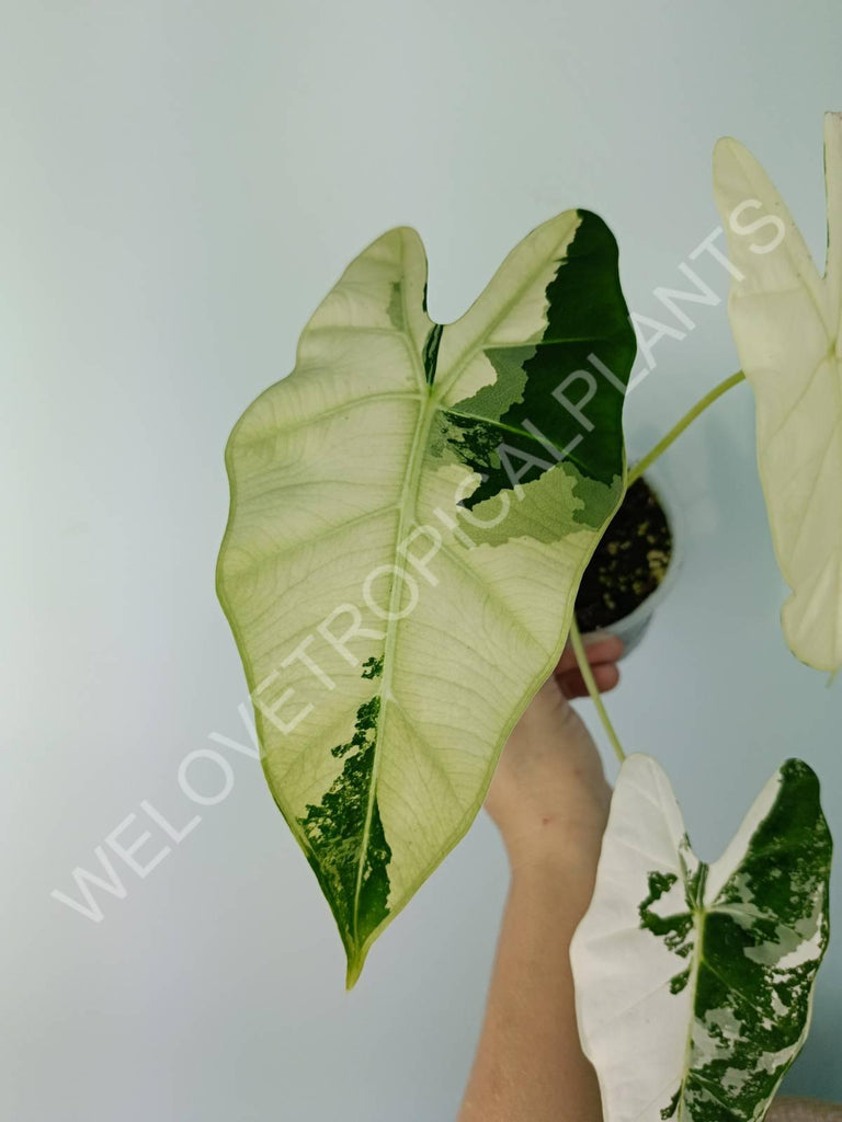 Alocasia micholitziana frydek variegata