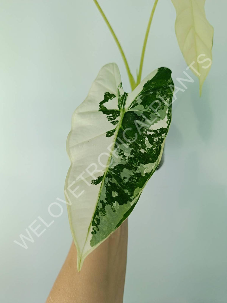 Alocasia micholitziana frydek variegata