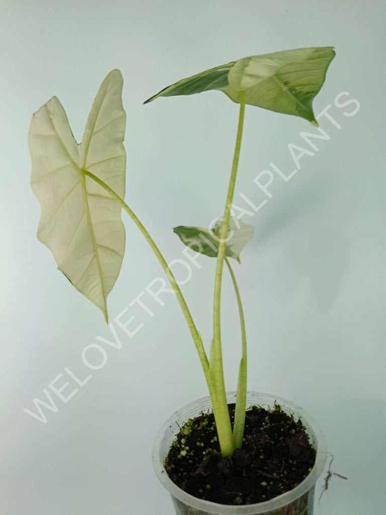 Alocasia micholitziana frydek variegata