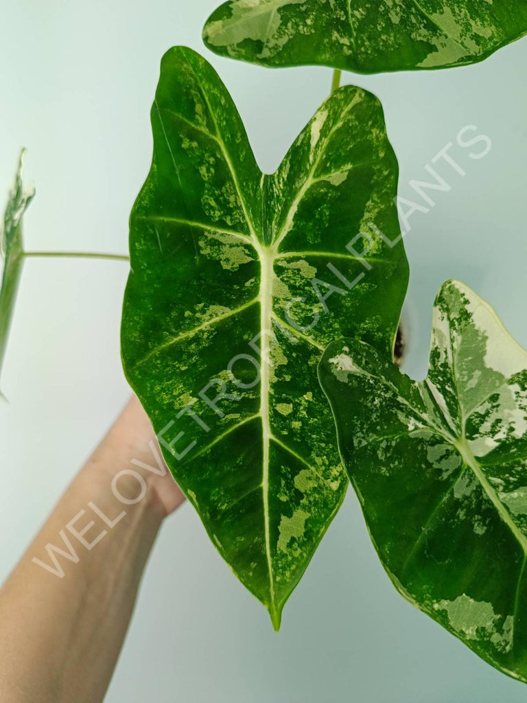 Alocasia micholitziana frydek variegata