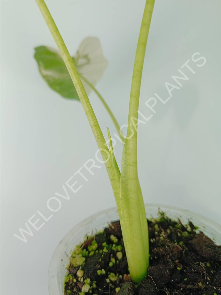 Alocasia micholitziana frydek variegata