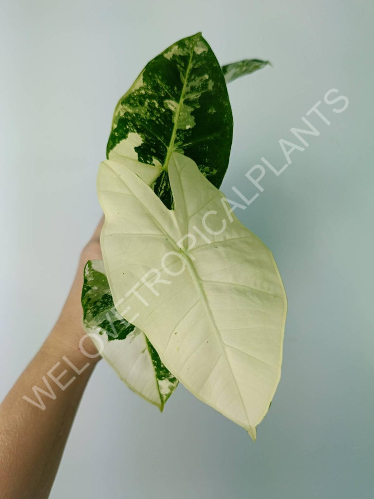 Alocasia micholitziana frydek variegata