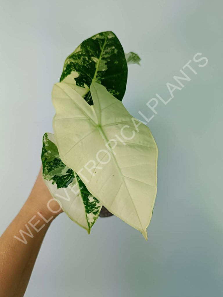 Alocasia micholitziana frydek variegata