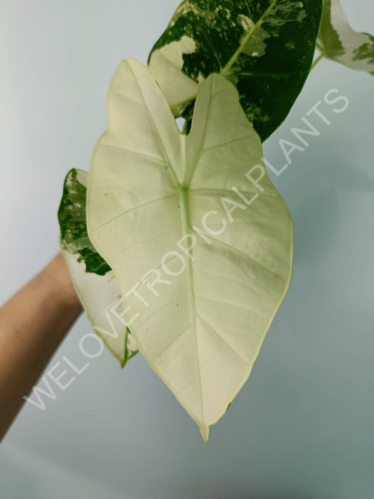 Alocasia micholitziana frydek variegata