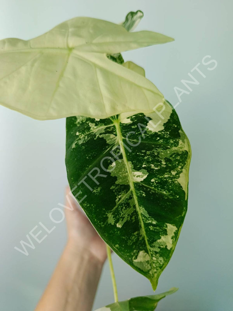 Alocasia micholitziana frydek variegata