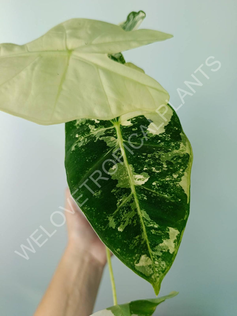 Alocasia micholitziana frydek variegata