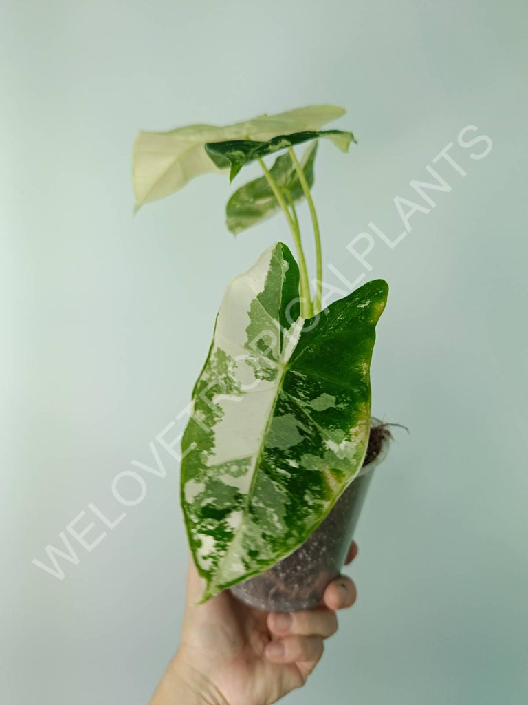 Alocasia micholitziana frydek variegata