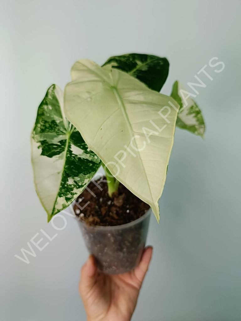 Alocasia micholitziana frydek variegata