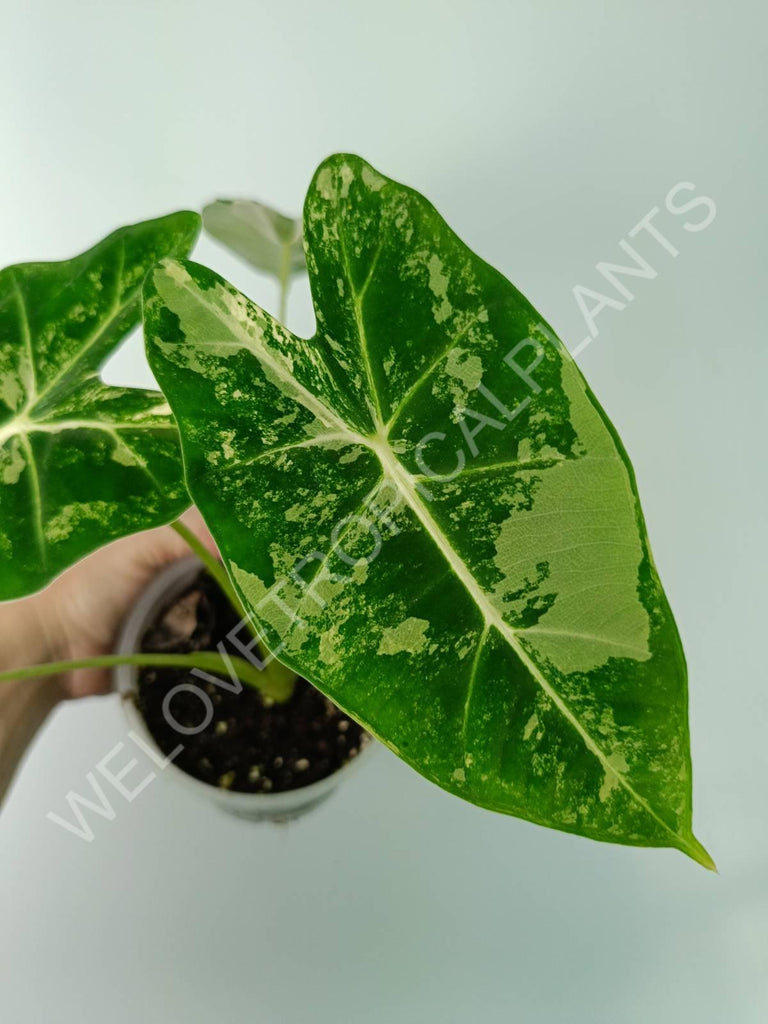 Alocasia micholitziana frydek variegata