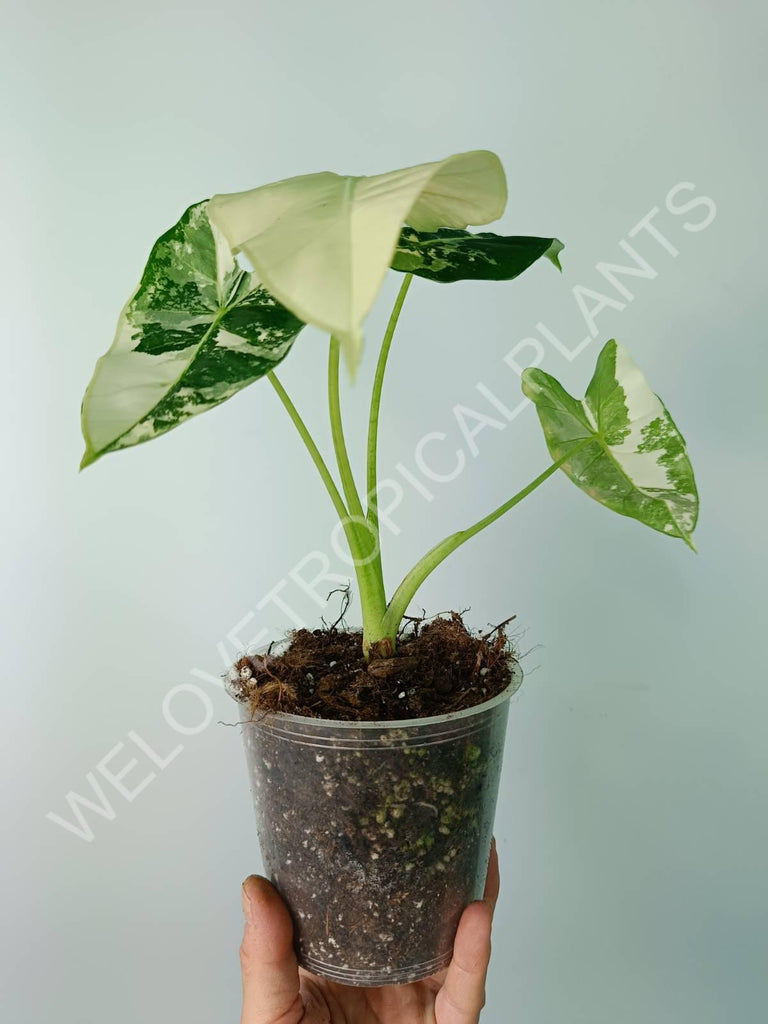 Alocasia micholitziana frydek variegata