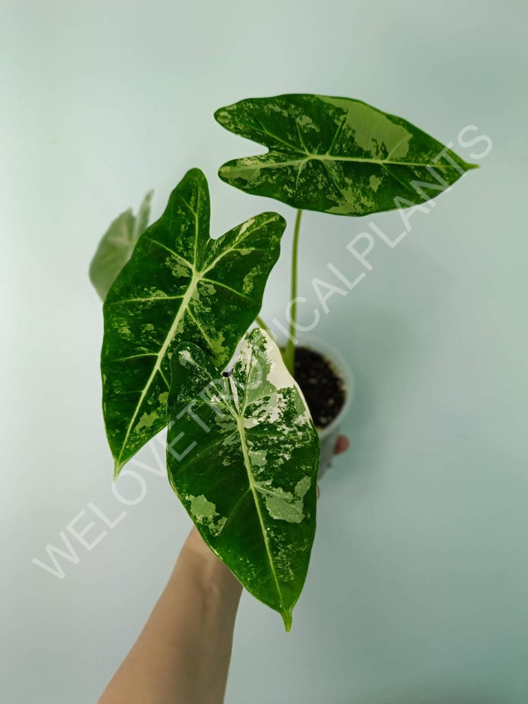 Alocasia micholitziana frydek variegata