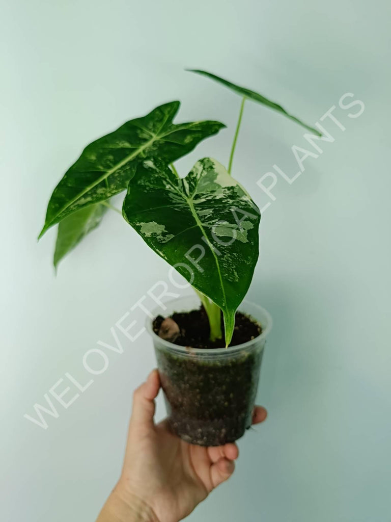 Alocasia micholitziana frydek variegata